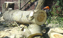 Woodlands Tree Removal