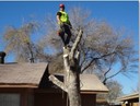 the real stump busters-tree trimming,removals,stumps,chipping