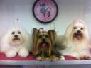 Renee's Dazzle Dogs Mobile Grooming Spa