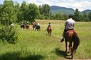 Lake Placid Horse Stable & Horse Rescue