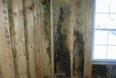 On-the-Spot Mold Services