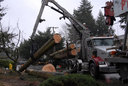 P And D Tree Service