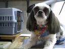  Country Clips Dog Grooming