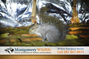 Montgomery Wildlife Removal
