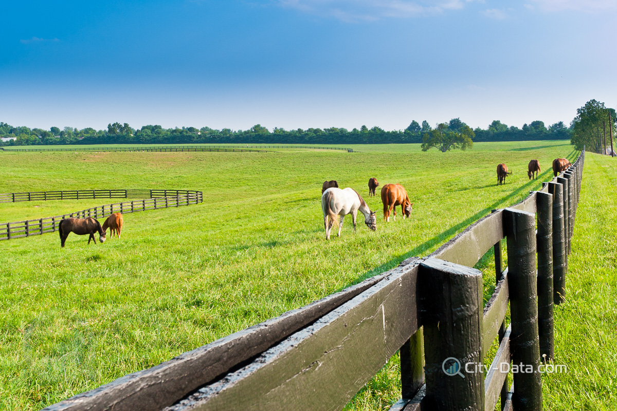Green pastures of horse farms