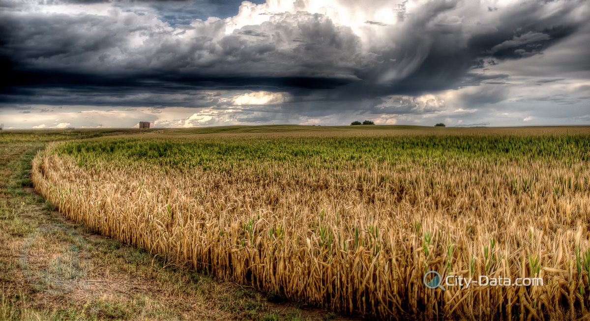 A cornfield before a heavy rain