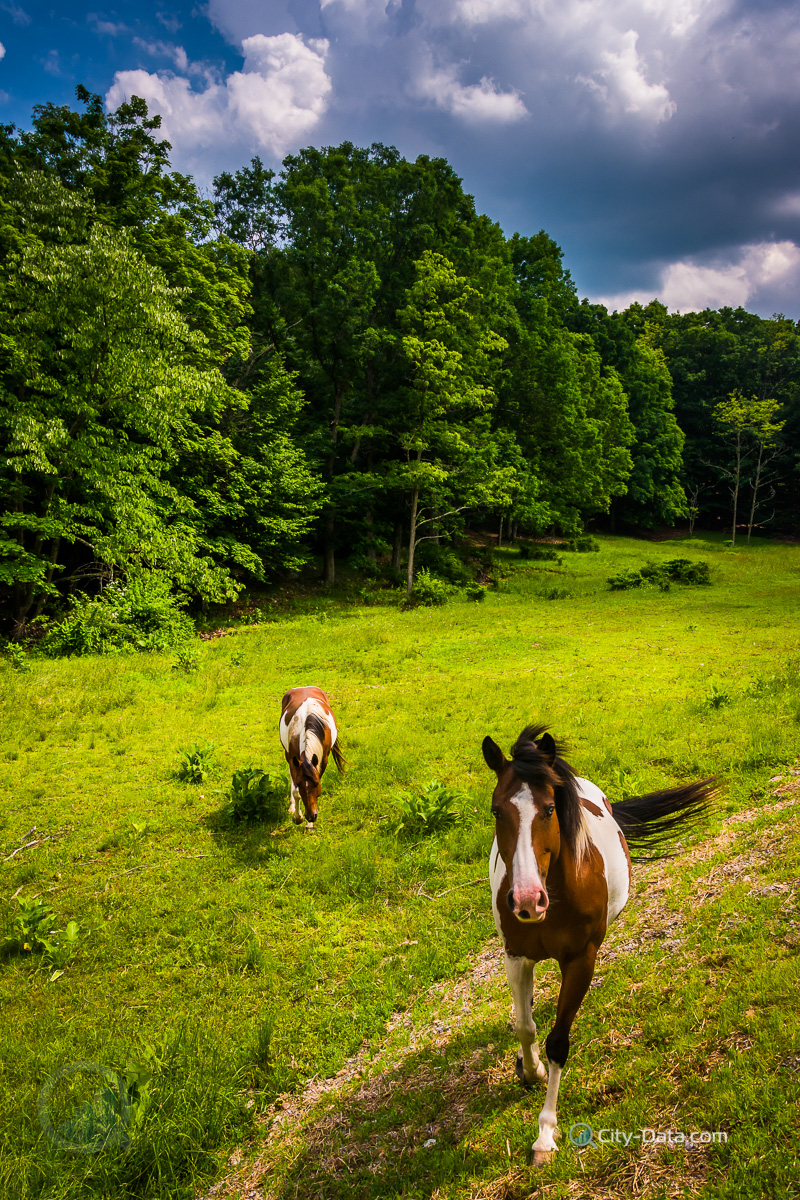 Horses in a farm field in the rural potomac highlands of west virginia.