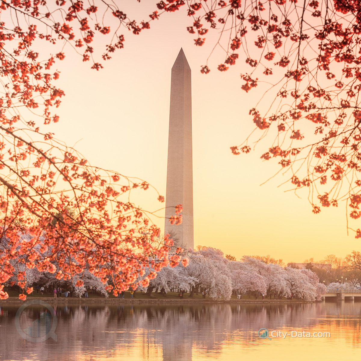 Jefferson memorial during the cherry blossom festival