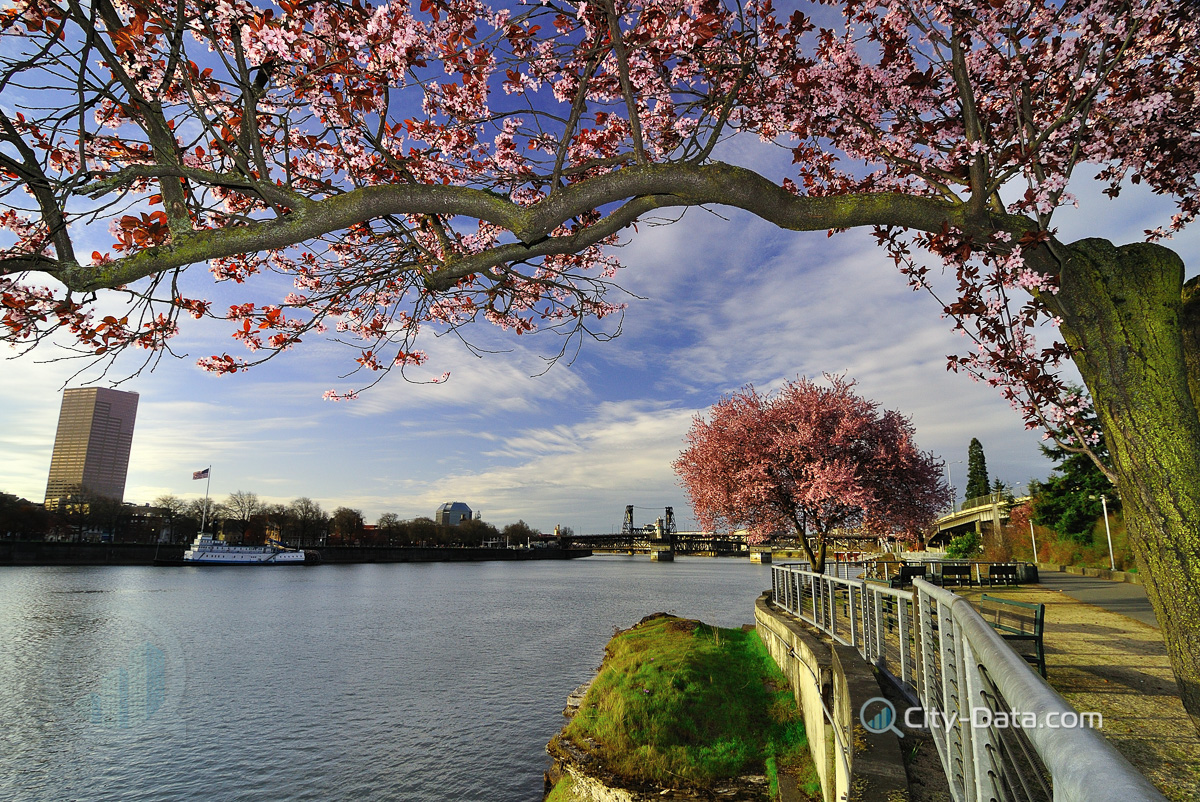 Portland cherry blossoms